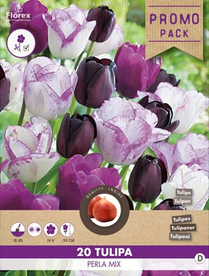 Artikelbild 1 von 'Tulpe Perla Mischung (20 Stück)' aus der Kategorie Tulpenzwiebeln