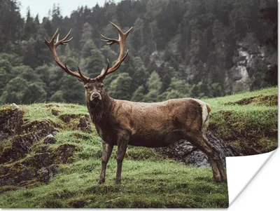 Produktbild von MuchoWow® Poster Hirsch - Baum - Berg 160x120 cm - Foto Plakat