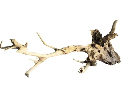 Immagine prodotto di Decorazione per terrari e acquari Radice di legno Talawa L 50 - 70 cm