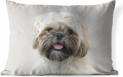 Produktbild von MuchoWow® Outdoor Kissen - Portrait Nahaufnahme eines Shih Tzu Hundes - 60x40 cm - Wetterfest - Lounge Kissen - Zierkissen - Kissen für Innenräume