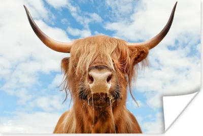 Produktbild von MuchoWow® Poster Schottischer Highlander - Wolke - Tiere 60x40 cm - Schlafzimmerdekoration