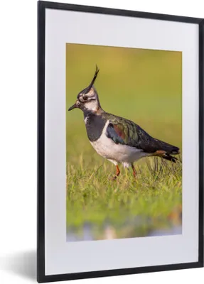 Produktbild von MuchoWow® Gerahmtes Poster Vogel - Gras - Natur - Tiere - Kiebitz 40x60 cm - Poster mit Schwarzem Bilderrahmen Wandposter Rahmen Foto Bilder - Poster in Rahmen