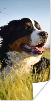 Produktbild von MuchoWow® Poster Berner Sennenhund im Gras liegend 40x80 cm - Dekoration