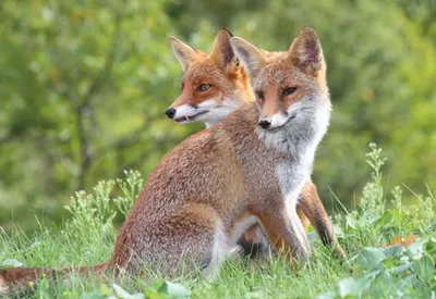 Produktbild von 3 D Ansichtskarte Füchse, Postkarte Wackelkarte Hologrammkarte Tiere Tier Fuchs Waldtier