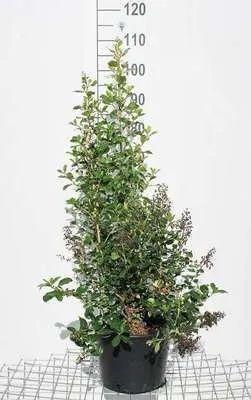Immagine prodotto di Escallonia hybr. 'Iveyi' - Andenstrauch 50- 60 cm Contenitore