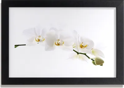 Produktbild von Bild 30x20 MDF-Rahmen Wandkunst Orchideenblüten