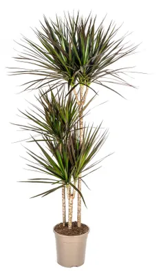 Obrázek produktu pro Dracaena Marginata Magenta, květináč 24 cm – výška 130–150 cm