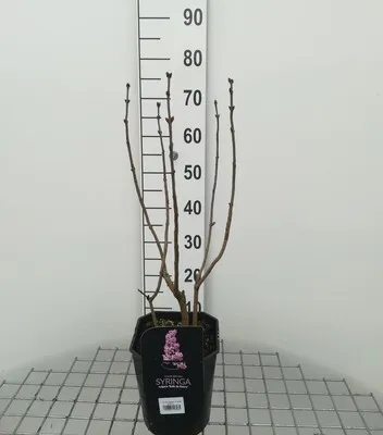 Image de Syringa vulg. 'Belle de Nancy' - Lilas 50- 60 cm - conteneur
