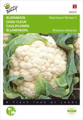 Produktbild von Blumenkohl Walcheren Winter 5 | Blumenkohlsamen von Buzzy Seeds