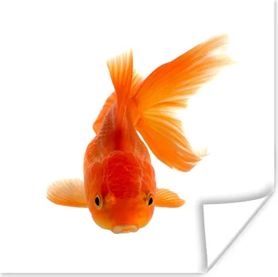 Produktbild von MuchoWow® Poster Goldfisch - Meerestiere - Orange 30x30 cm - Wandposter - Printing