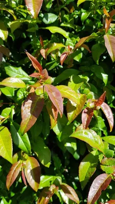 Image de Chaenomeles x superba 'Caméo' / Cognassier du Japon Saumon