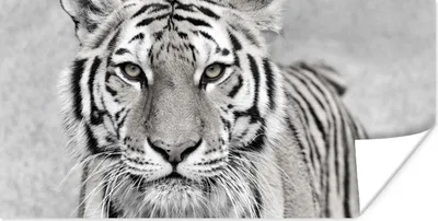 Produktbild von MuchoWow® Poster Tiger - Natur - Schwarz - Weiß 160x80 cm - Foto Poster