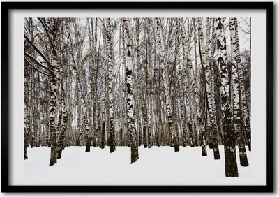 Produktbild von Bild - Bilder - Bilderrahmen - 70 cm x 50 cm - MDF-Rahmen, Wandkunst Birken im Winter