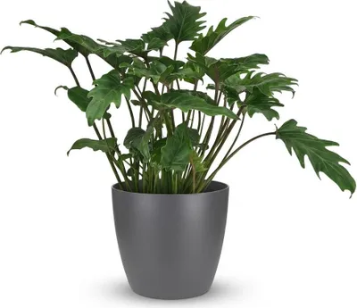 Produktbild von Philodendron Xanadu Zimmerpflanze 60cm – grüne Blattpflanze im Übertopf Grau Ø19cm – tief eingeschnittene Blätter