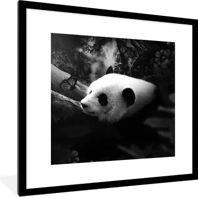 Produktbild von MuchoWow® Gerahmtes Poster Tiere - Dschungel - Panda - Schwarz - Weiß 40x40 cm - Poster mit Schwarzem Bilderrahmen Wandposter Rahmen Foto Bilder - Poster - Plakat im Rahmen