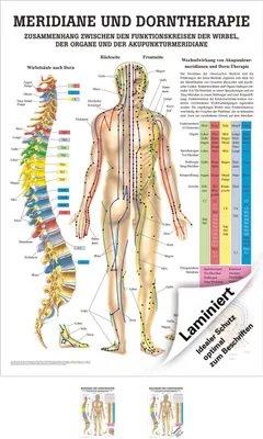 Produktbild von Meridiane u. Dorn Mini-Poster Anatomie 34x24 cm medizinische Lehrmittel