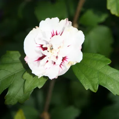 Produktbild von Garteneibisch - Hibiscus syriacus 'Speciosus' | 40-60 cm in Container