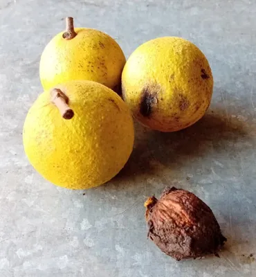 Image de Juglans nigra / Noyer noir d'Amérique