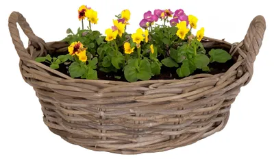 Produktbild von Mega Collections Pflanzen-/blumenkorb Levi - Rattan - hellbraun - 40x13 cm
