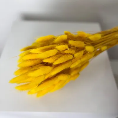 Produktbild von Lagurus Hasenschwanz Samtgras Trockenblumen 60-70cm DIY Blumendeko Naturdeko