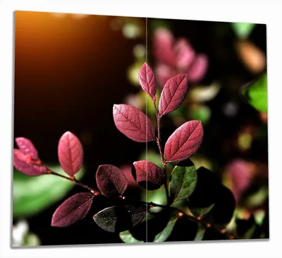 Produktbild von Wallario Herdabdeckplatte aus Glas, Größe 60 x 52 cm 2-teilig, Motiv Rote und grüne Blätter an einem Zweig