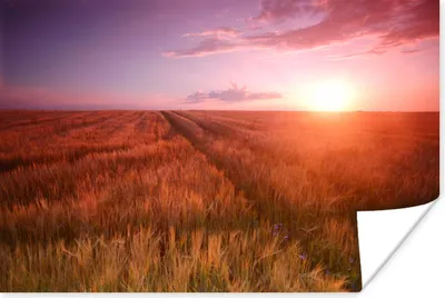 Produktbild von MuchoWow® Poster Wiese - Sonne - Abend - Landschaft 120x80 cm - Bilder