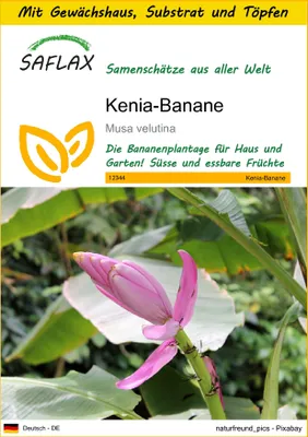 Produktbild von SAFLAX Anzucht Set - Kenia-Banane - Musa velutina - 8 Samen - Mit Mini-Gewächshaus, Anzuchtsubstrat und 2 Töpfen