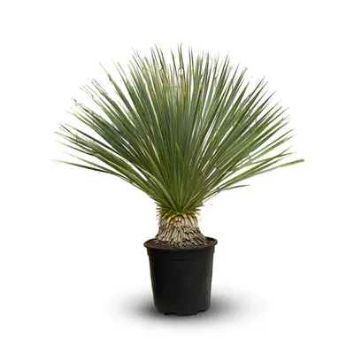 Image de Yucca rostrata - plante méditerranéenne - ↕ 70-80 cm - ⌀ 22 cm - plante d'extérieur