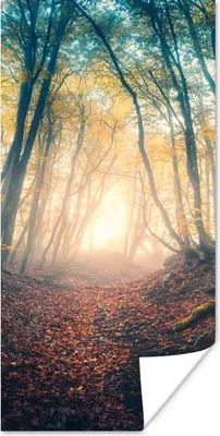 Produktbild von MuchoWow® Poster Wald - Nebel - Sonne - Herbst 60x120 cm - Wandschmuck