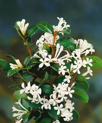 Produktbild von Osmanthus delavayi, Duftblüte, immergrün, 30–40 cm