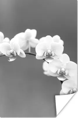 Produktbild von MuchoWow® Poster Orchidee - Blumen - Pflanze - Weiß - Lila 80x120 cm - Papierdruck