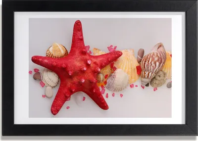 Produktbild von Bild 30x20 MDF-Rahmen, Wandkunst Seesterne und Muscheln