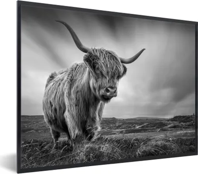 Produktbild von MuchoWow® Gerahmtes Poster Kühe - Schottische Hochlandkühe - Natur - Tiere - Schwarz und weiß 80x60 cm - Poster mit Schwarzem Bilderrahmen Wandposter Rahmen Foto Bilder - Schwarzem - Mit Gestell