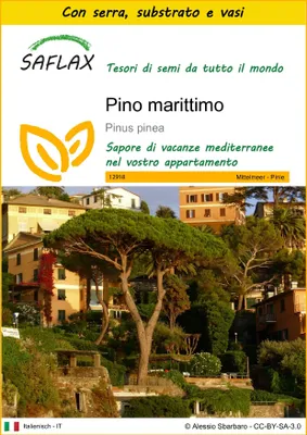 Immagine prodotto di SAFLAX Insieme di coltivazione - Pino marittimo - 6 semi - Pinus