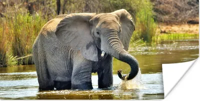 Produktbild von MuchoWow® Poster Badender Elefant 80x40 cm - Wanddeko