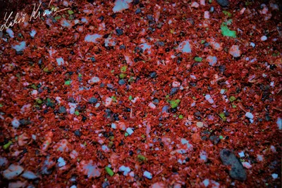 Image de LK Baits IQ Method Mix Fruit 1,5kg