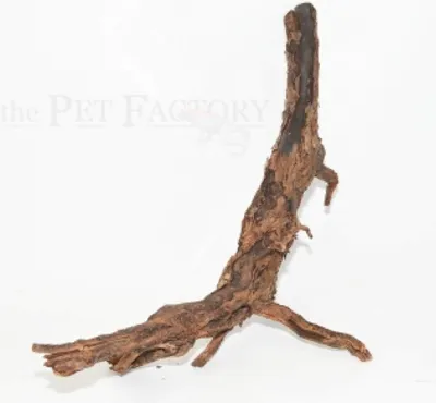 Obrázek produktu pro Černý kořen cca 20-40 cm