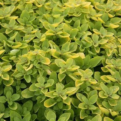 Obrázek produktu pro 6 x bazalka  - Origanum vulgare 'Thumble's Variety'  | Květináč 9 cm x 9 cm