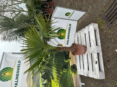 Produktbild von Winterhart Hanfpalme 140-180cm + 40-50cm Stammhöhe Trachycarpus fortunei Kübelpflanze Topf Exot mediterran Garten Freiland