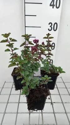 Produktbild von 6 x  Origanum hybr. 'Rosenkuppel' - Origanum - Topf 9 x 9 cm