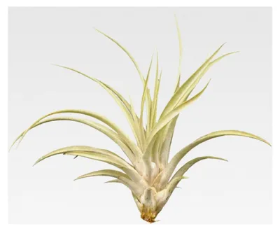 Produktbild von Tillandsia capitata, ca. 18 cm hoch, Tillandsien