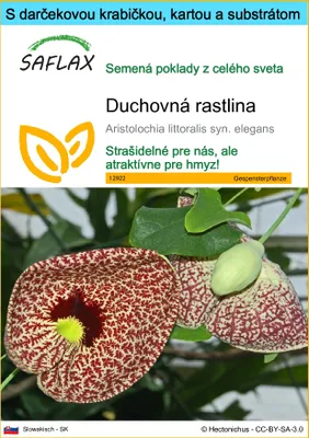 Obrázok produktu pre SAFLAX Darčeková sada - duchovná rastlina - Aristolochia littoralis syn. elegans - 80 Semená - S darčekovou krabičkou, prepravným štítkom, darčekovou kartou a pestovateľským médiom