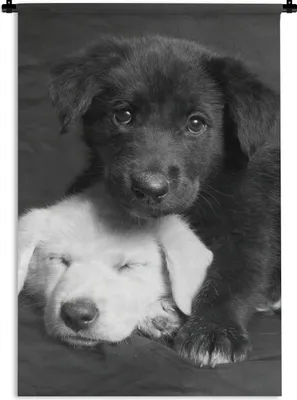 Produktbild von MuchoWow® Wandteppich Wandbehang Hunde - Welpe - Schwarz - Weiß - Tiere 90x135 cm Tapisserie Dekoration Wandtuch - Baumwolle - Wandskulptur