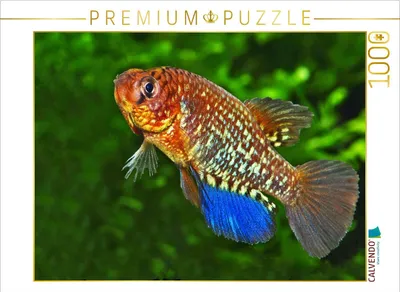 Produktbild von CALVENDO Puzzle Papiliolebias ashleya, BOLIVIEN | 1000 Teile Lege-Größe 64x48cm Foto-Puzzle für glückliche Stunden