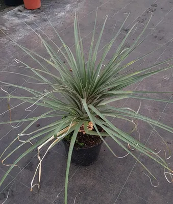 Image de Puya yakespala / Puya Jaune