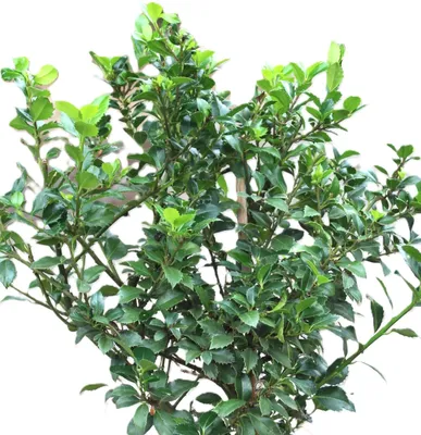 Image de Houx Ilex Heckenstar 100 - 125 cm Ilex Meserveae persistant