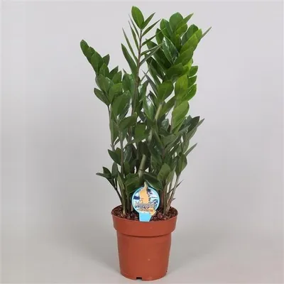Produktbild von Glücksfeder Zamioculcas Zanzibar Zimmerpflanze ca. 60cm - Pflegeleicht, Luftreinigend, Dekorativ - Ideal für Wohnzimmer, Büro, grüne Oase