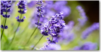 Produktbild von Tulup® Glas-Bild - 100x50 -Wandkunst - Wandbild hinter gehärtetem Sicherheitsglas  - Blumen & Pflanzen - Lavendel - Lila