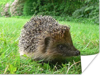 Produktbild von MuchoWow® Poster Igel im Garten 160x120 cm - Foto Plakat