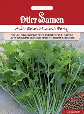 Produktbild von Dürr-Samen - Asia-Salat Mizuna Early - Saatgut - 1896